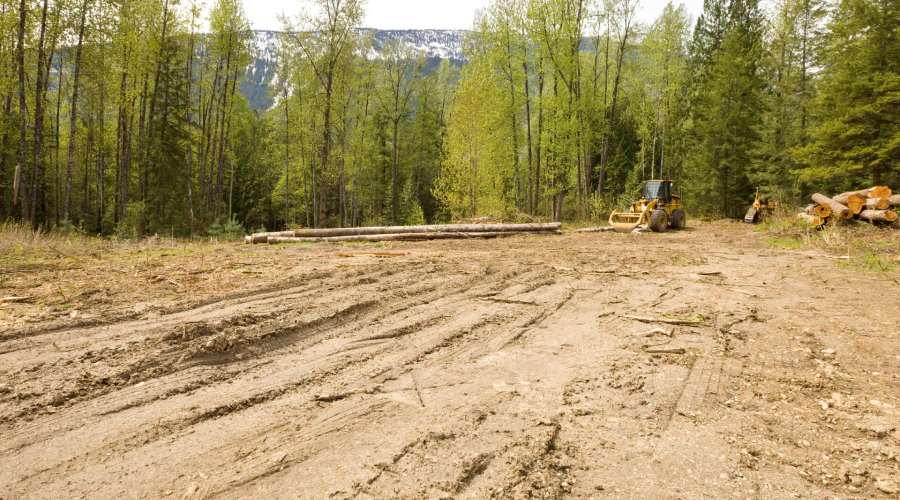 Land clearing service image