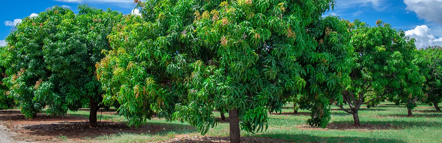 Tree Service Gallery