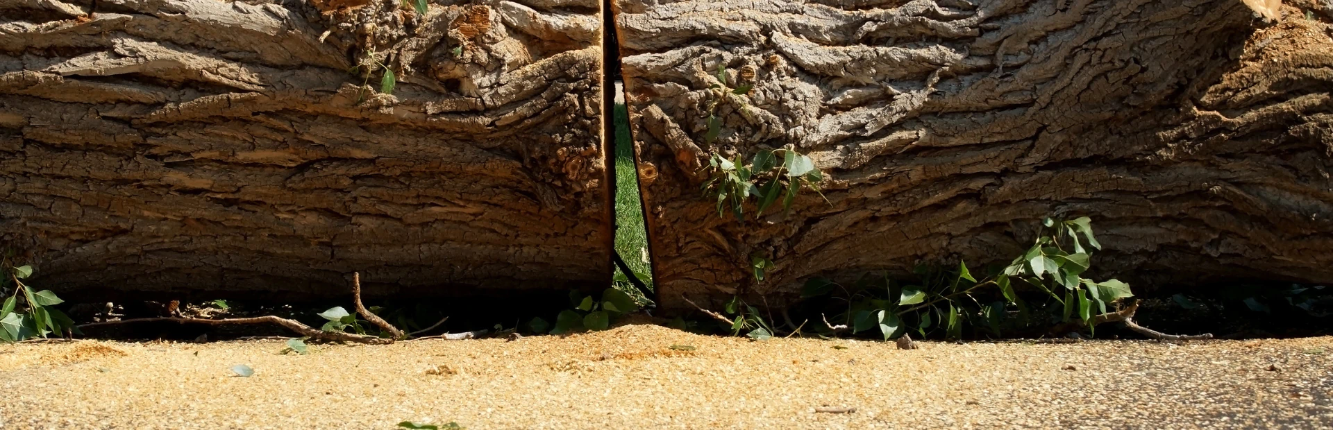 Tree removal service breadcreumb