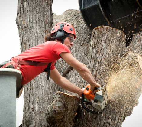 Tree removal service image 2