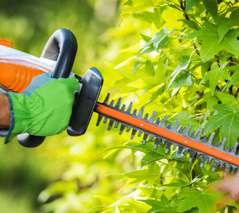 Tree trimming service image 2