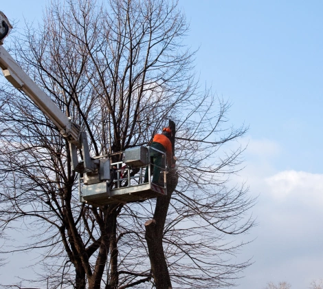 services commercial tree removal