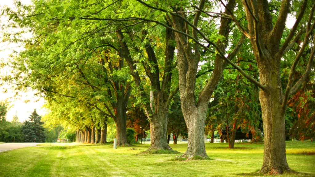 blog storm prep and support systems for trees