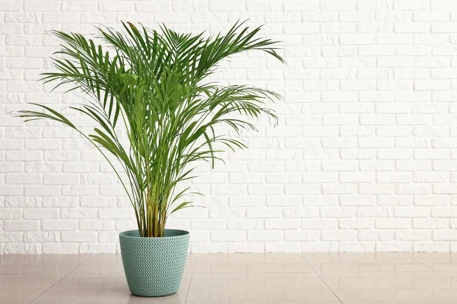 indoor palm