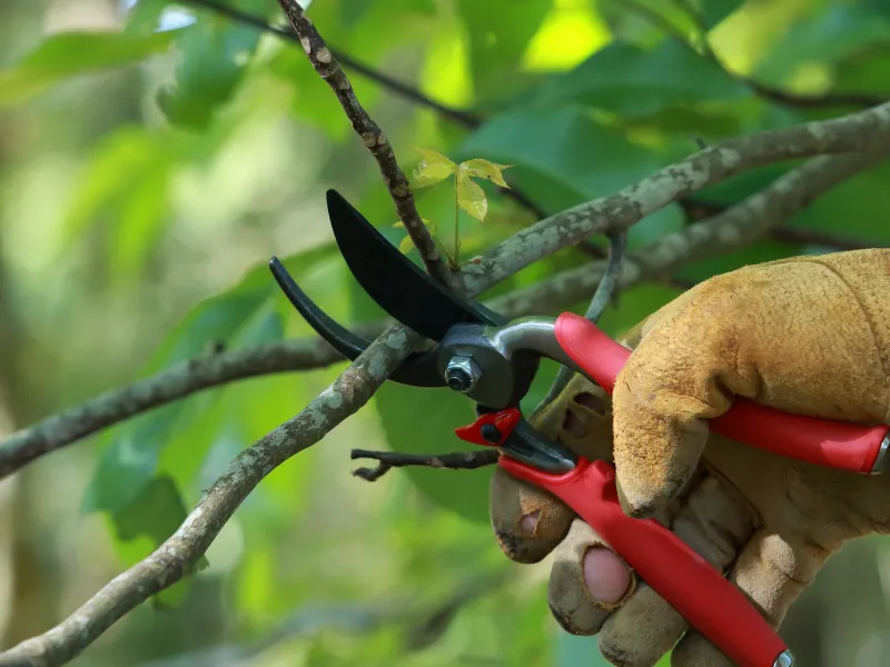 tree pruning