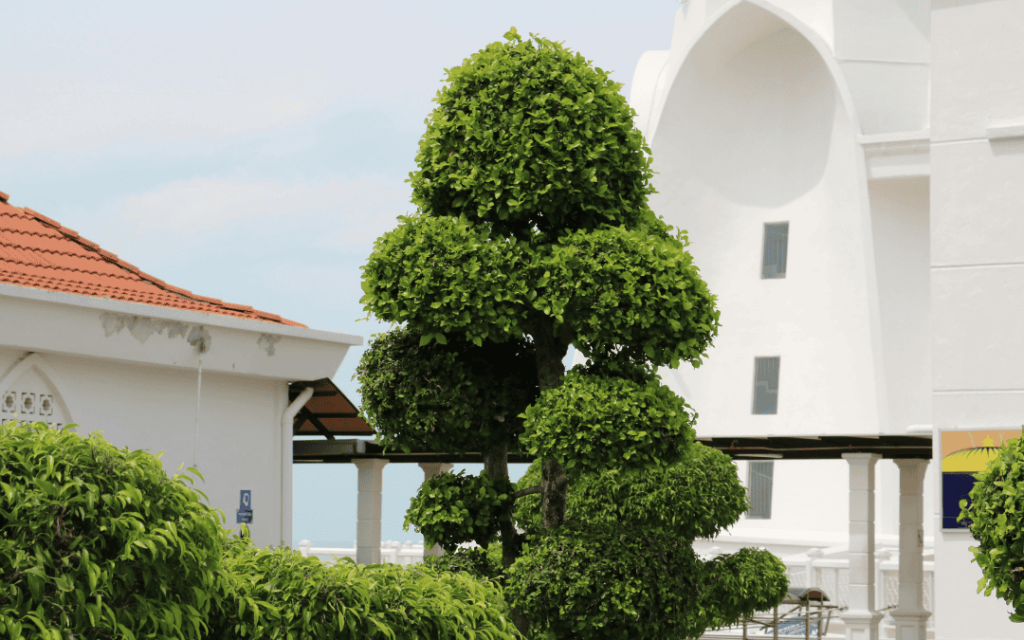 tree trimming